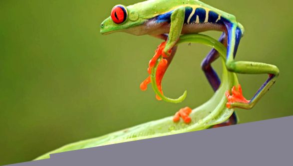 Broaște de copac Enciclopedia animalelor enciclopedie