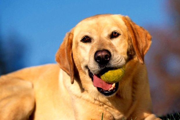 Labrador Retriever este cea mai populară rasă de câini din lume popular