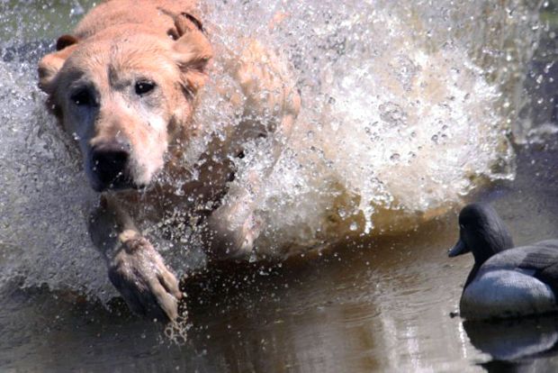 Labrador Retriever este cea mai populară rasă de câini din lume popular