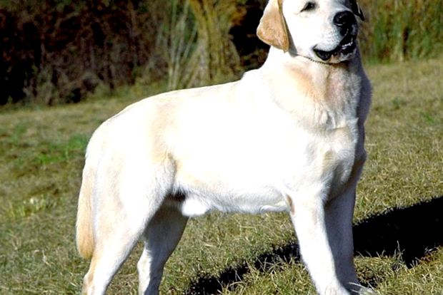 Labrador Retriever este cea mai populară rasă de câini din lume popular
