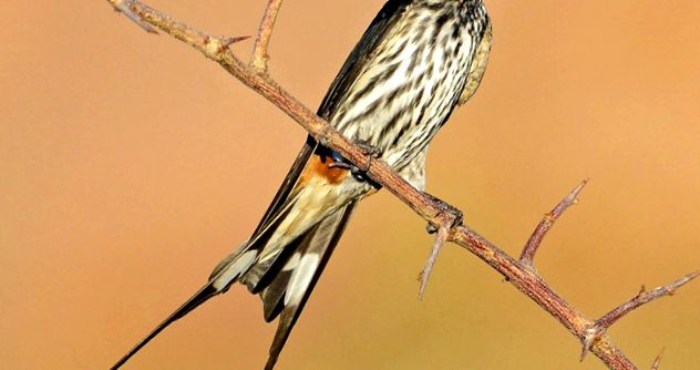 Swallows Animal Encyclopedia aceste păsări