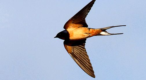Swallows Animal Encyclopedia a inghiti
