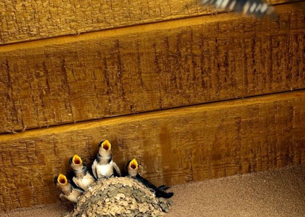 Swallows Animal Encyclopedia a inghiti