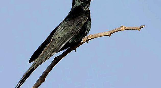 Swallows Animal Encyclopedia animal