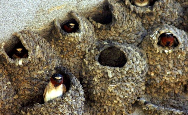 Swallows Animal Encyclopedia înghiți țărm