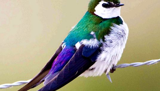 Swallows Animal Encyclopedia înghiți țărm