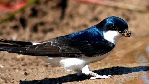 Swallows Animal Encyclopedia fiecare