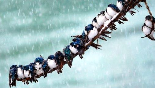 Swallows Animal Encyclopedia aceste păsări