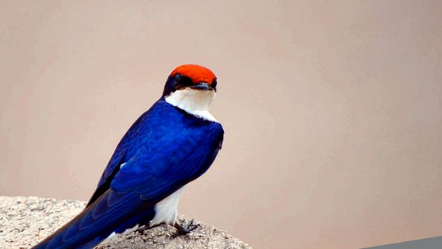 Swallows Animal Encyclopedia aceste păsări