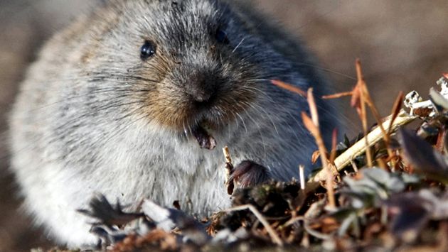 Lemmings Siberia de Est