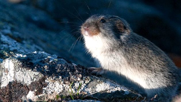 Lemmings lemming