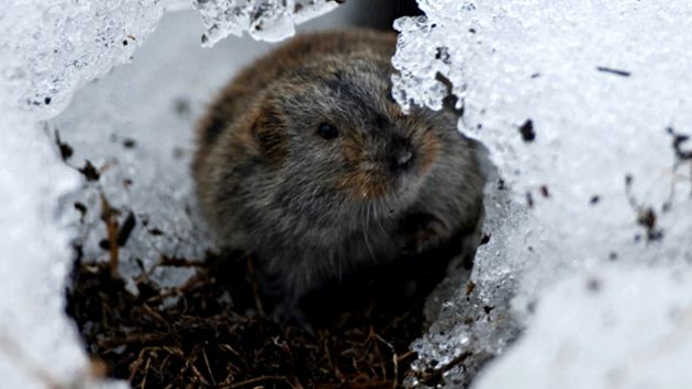 Lemmings Siberia de Est