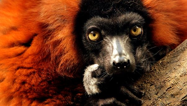 Lemuri - spirite secrete ale pădurii fiecare