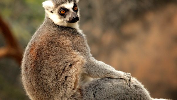 Lemuri - spirite secrete ale pădurii fiecare