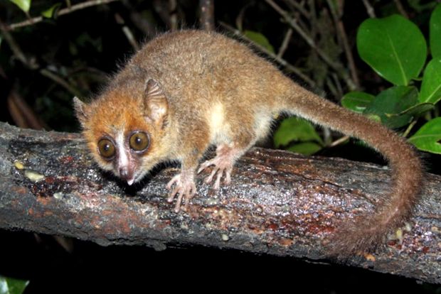Lemuri - spirite secrete ale pădurii lemur