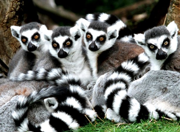 Lemuri - spirite secrete ale pădurii comporta