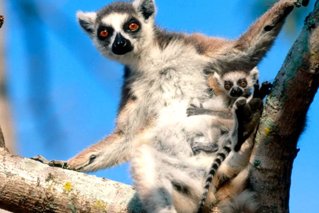 Lemuri - spirite secrete ale pădurii secretoasă