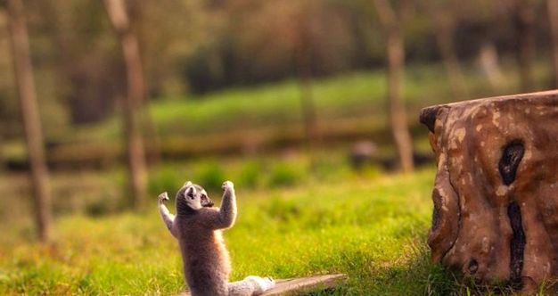 Lemuri - spirite secrete ale pădurii specii de lemuri