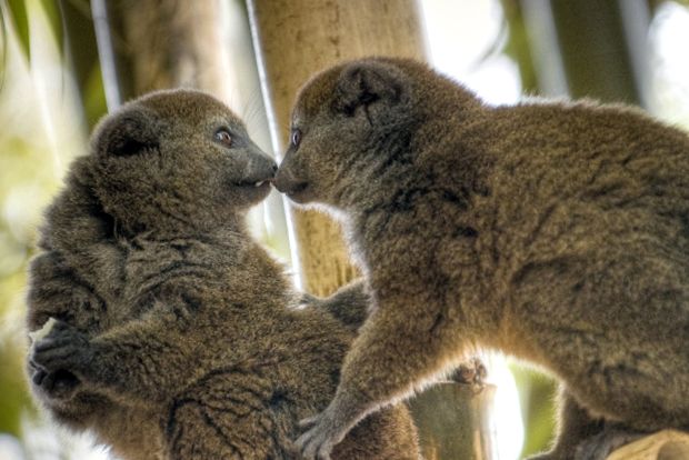 Lemuri - spirite secrete ale pădurii specii de lemuri