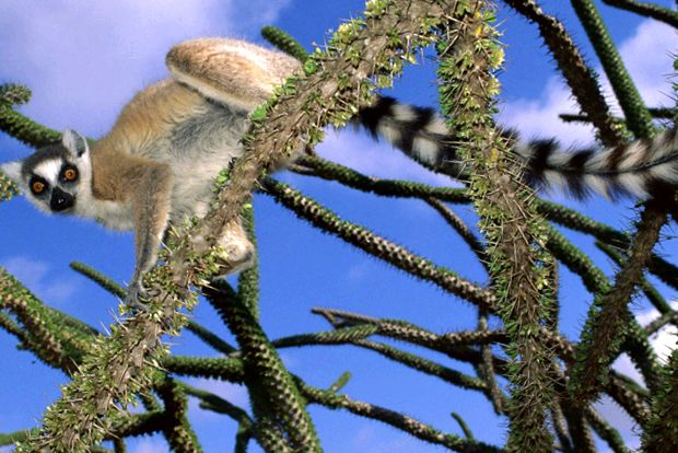 Lemuri - spirite secrete ale pădurii specii de lemuri