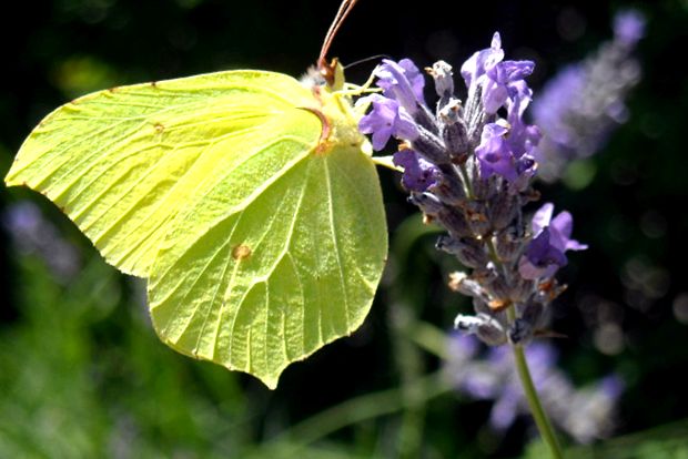 Fluturi de Lemongrass - mesageri strălucitori ai primăverii fluture