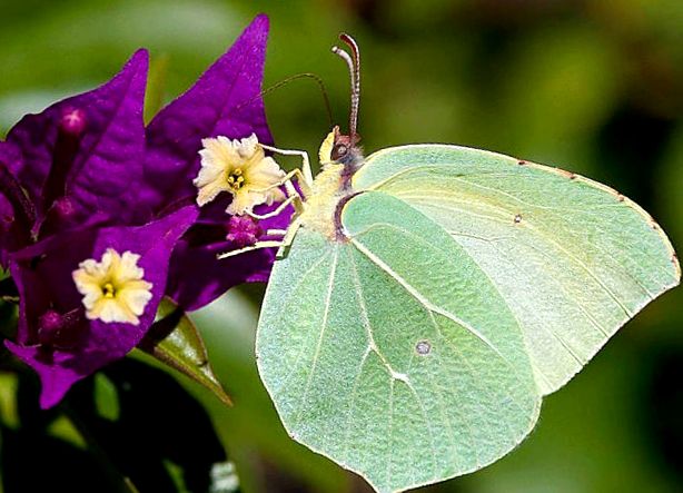 Fluturi de Lemongrass - mesageri strălucitori ai primăverii Primăvară