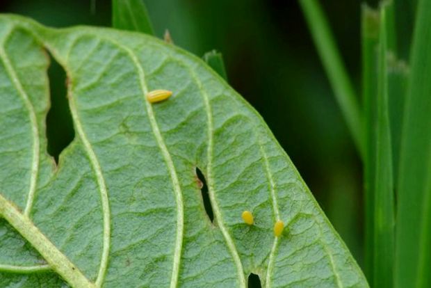 Fluturi de Lemongrass - mesageri strălucitori ai primăverii lemongrass