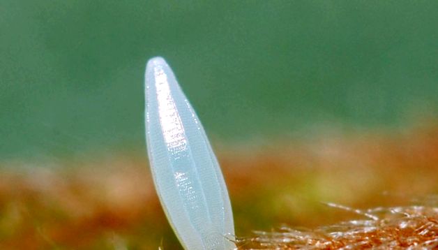 Fluturi de Lemongrass - mesageri strălucitori ai primăverii luminos
