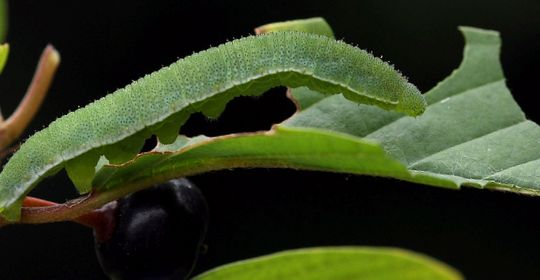 Fluturi de Lemongrass - mesageri strălucitori ai primăverii fluture