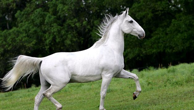 Cal Lipizzan - întruchiparea harului și frumuseții frumuseţe