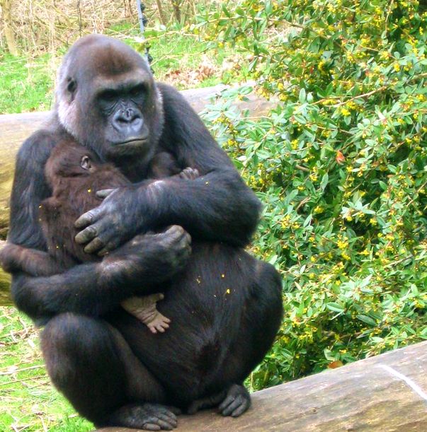 Grădina Zoologică din Londra este cea mai veche grădină zoologică din lume. grădină zoologică