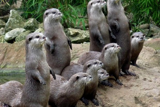 Grădina Zoologică din Londra este cea mai veche grădină zoologică din lume. Grădina Zoologică din Londra