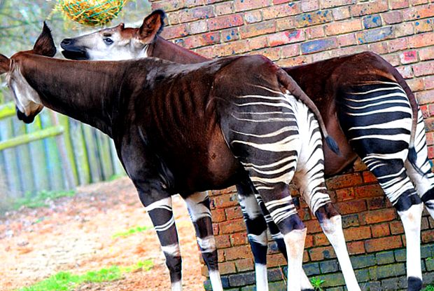 Grădina Zoologică din Londra este cea mai veche grădină zoologică din lume. Grădina Zoologică din Londra