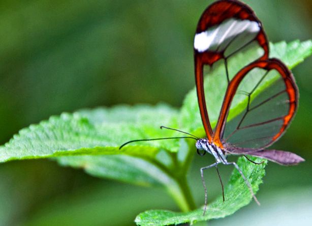 Grădina Zoologică din Londra este cea mai veche grădină zoologică din lume. Grădina Zoologică din Londra