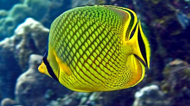 Grădina Zoologică din Londra este cea mai veche grădină zoologică din lume. cel mai vechi