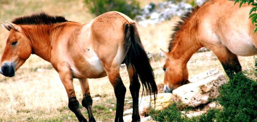 Calul lui Przewalski Enciclopedia animalelor cal
