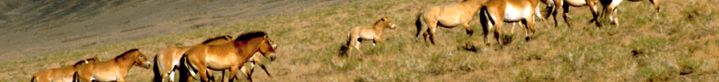 Calul lui Przewalski Enciclopedia animalelor cal