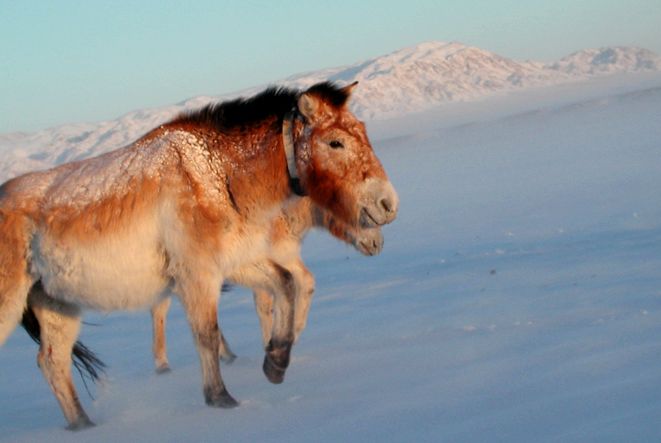 Calul lui Przewalski Enciclopedia animalelor Przewalski