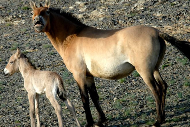 Calul lui Przewalski Enciclopedia animalelor cal