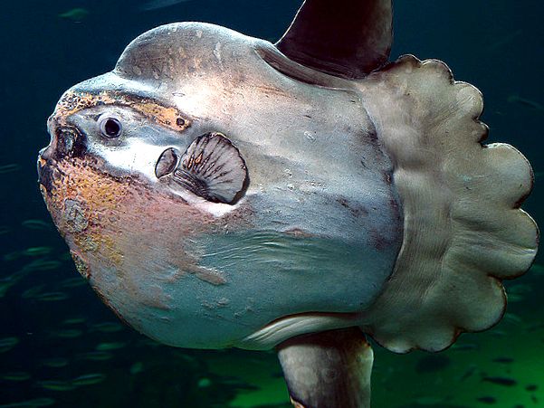 Pești de lună - giganți de bunăvoință ai oceanelor aceste creaturi