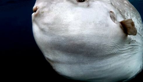 Pești de lună - giganți de bunăvoință ai oceanelor gigant
