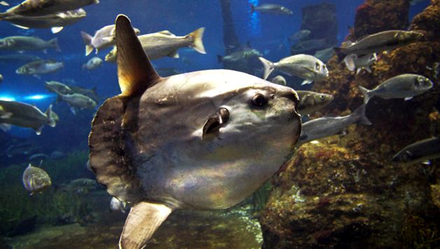Pești de lună - giganți de bunăvoință ai oceanelor aceste specii