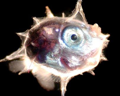 Pești de lună - giganți de bunăvoință ai oceanelor ocean