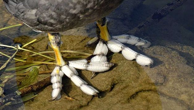 Coots Animal Encyclopedia animal