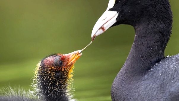 Coots Animal Encyclopedia animal