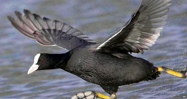 Coots Animal Encyclopedia aceste păsări