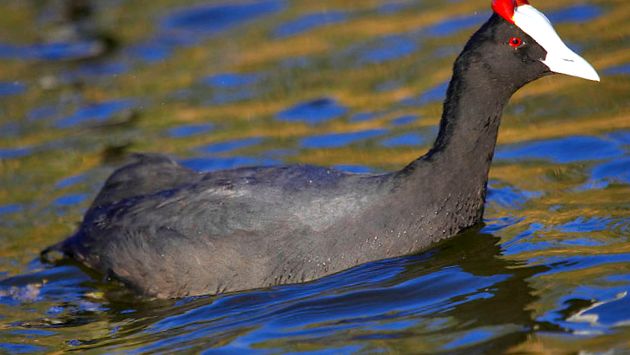 Coots Animal Encyclopedia fulgi Fulica