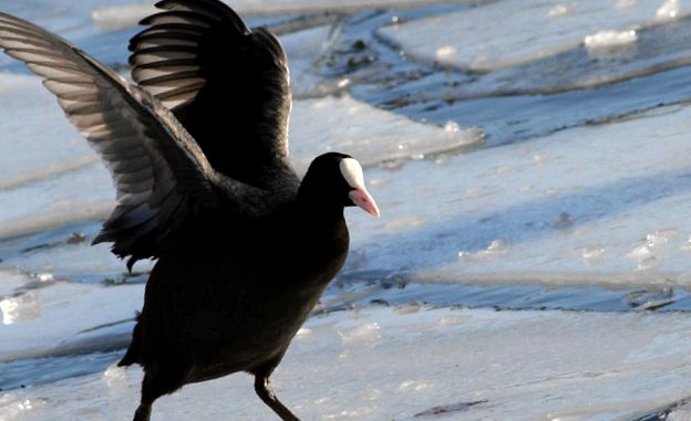 Coots Animal Encyclopedia animal