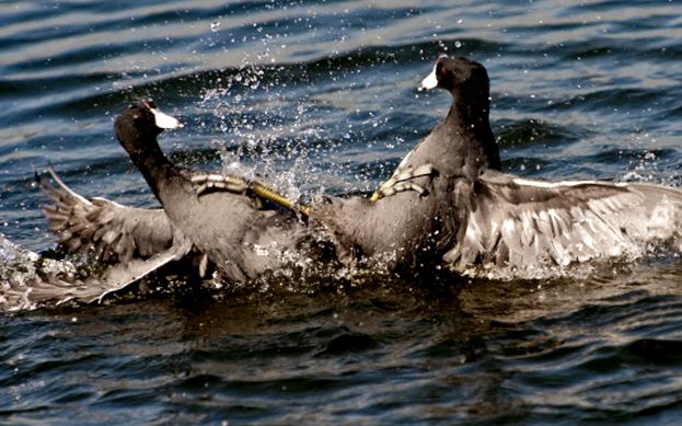 Coots Animal Encyclopedia animal