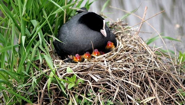Coots Animal Encyclopedia coagă Fulica